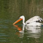 Le pélican au fil de l'eau ....