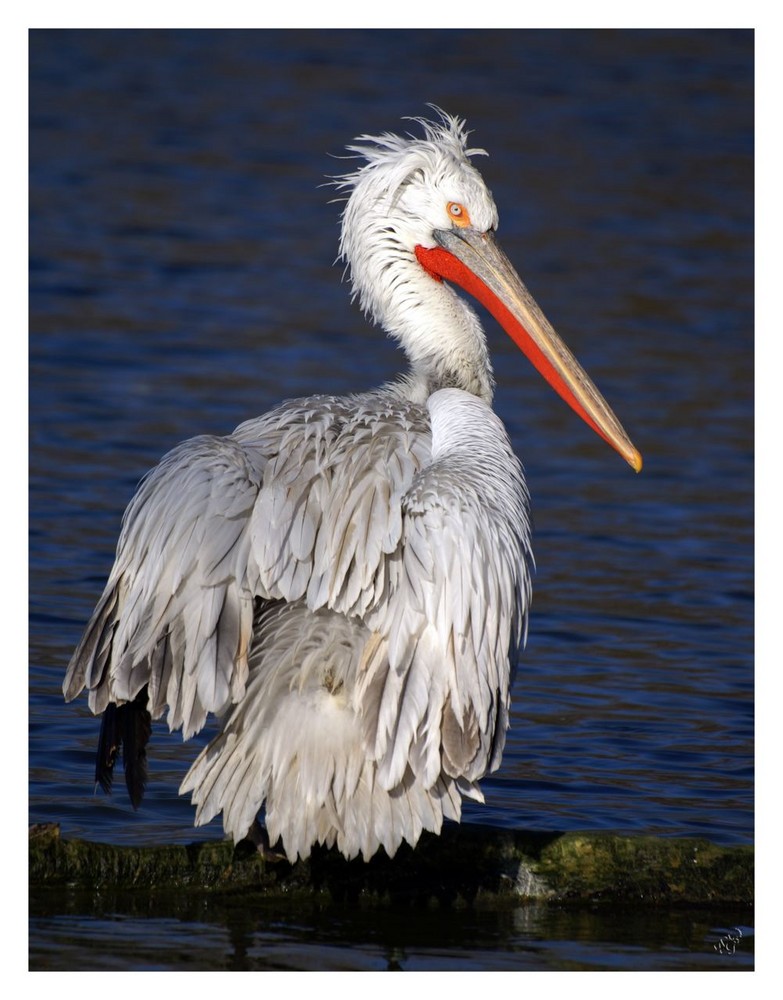 LE PELICAN FRISE......... un peu défrisé !!!!