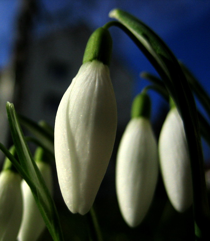 "le perce-neige"