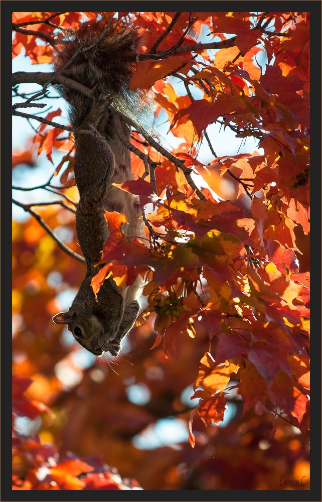 Le petit acrobate