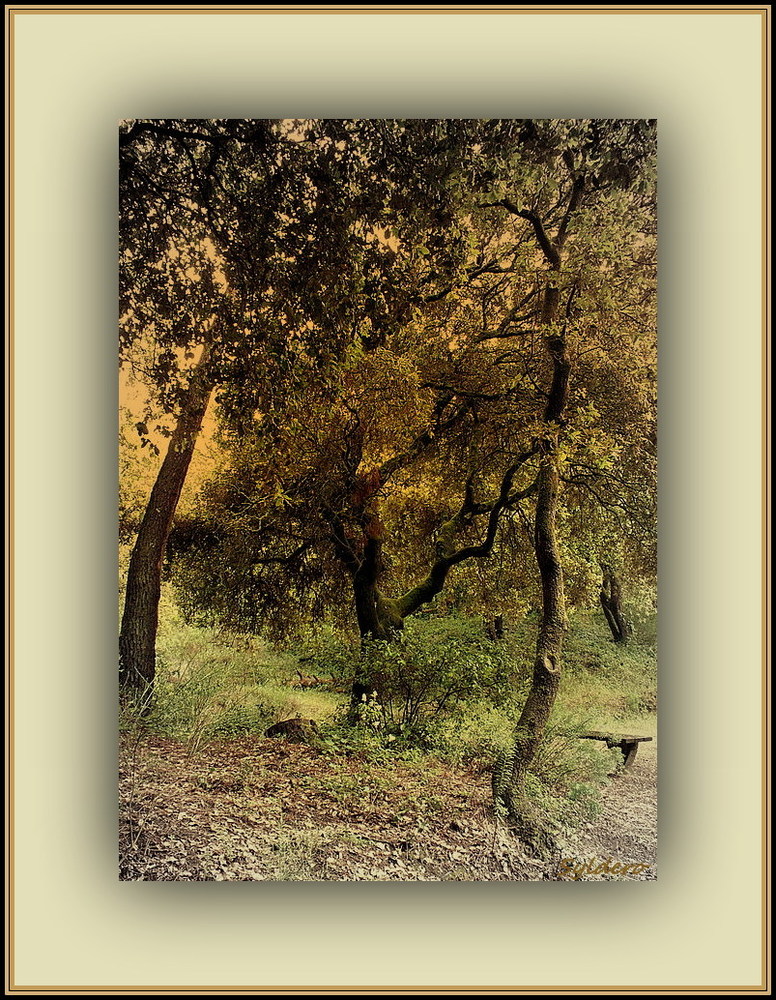 Le petit banc de bois