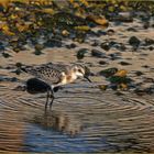 Le petit Bécasseau Sanderling