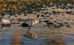 Le petit Bécasseau Sanderling