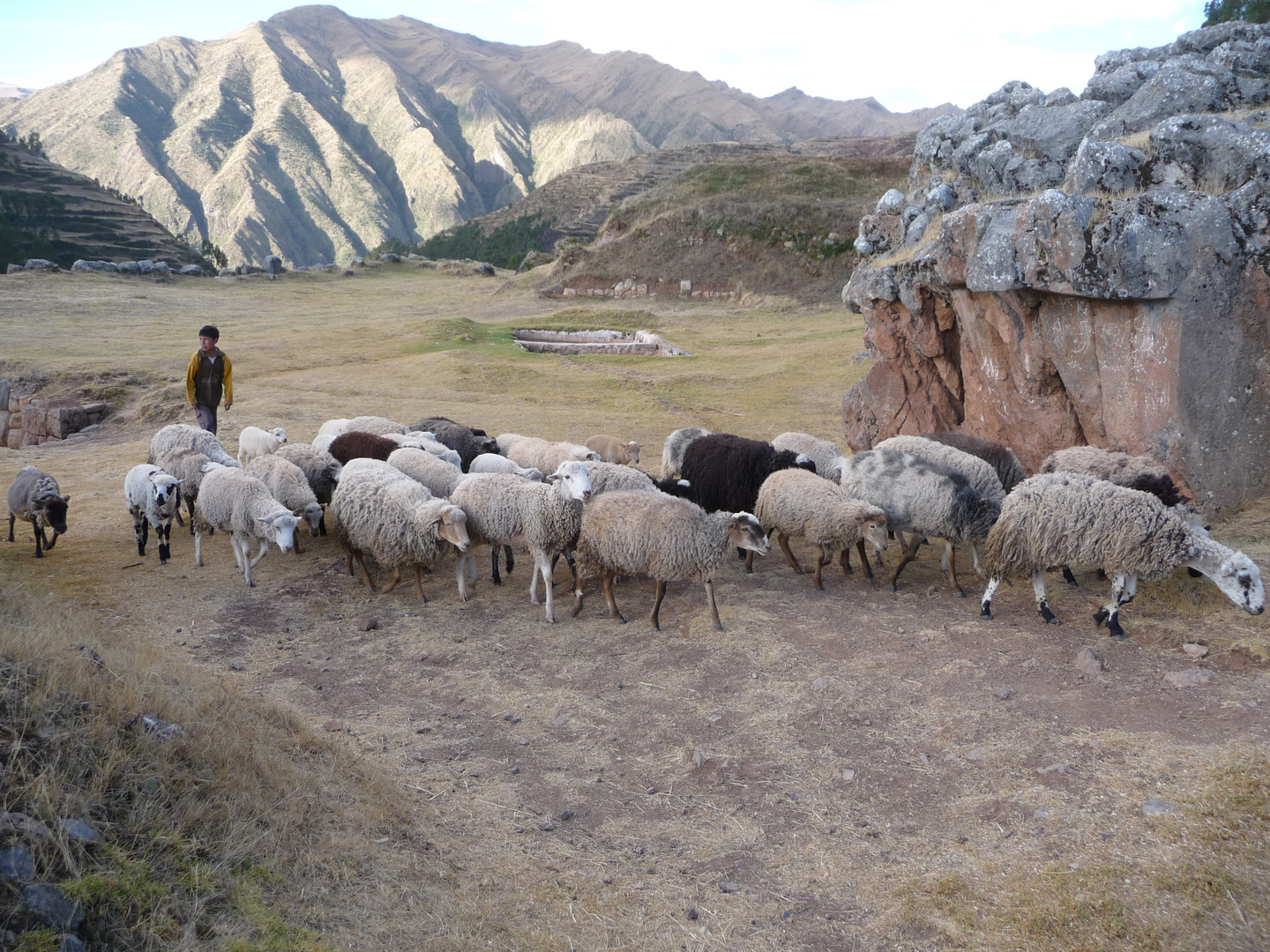 Le petit berger photo et image south america, peru, nature Images