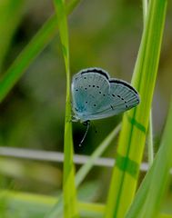 le petit bleu