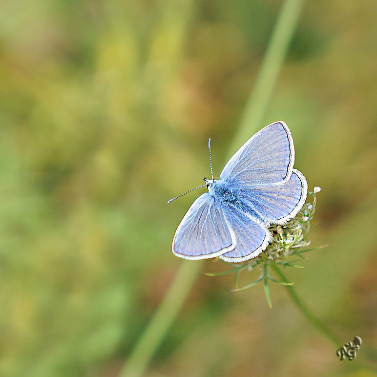 le petit bleu