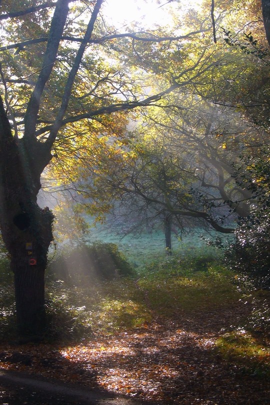 le petit bois de Rioufol....