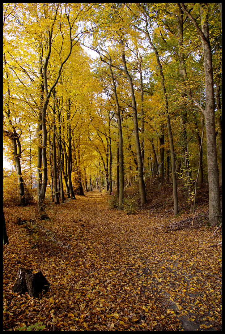 "Le petit bois de Saint Amand"