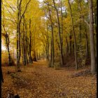 "Le petit bois de Saint Amand"