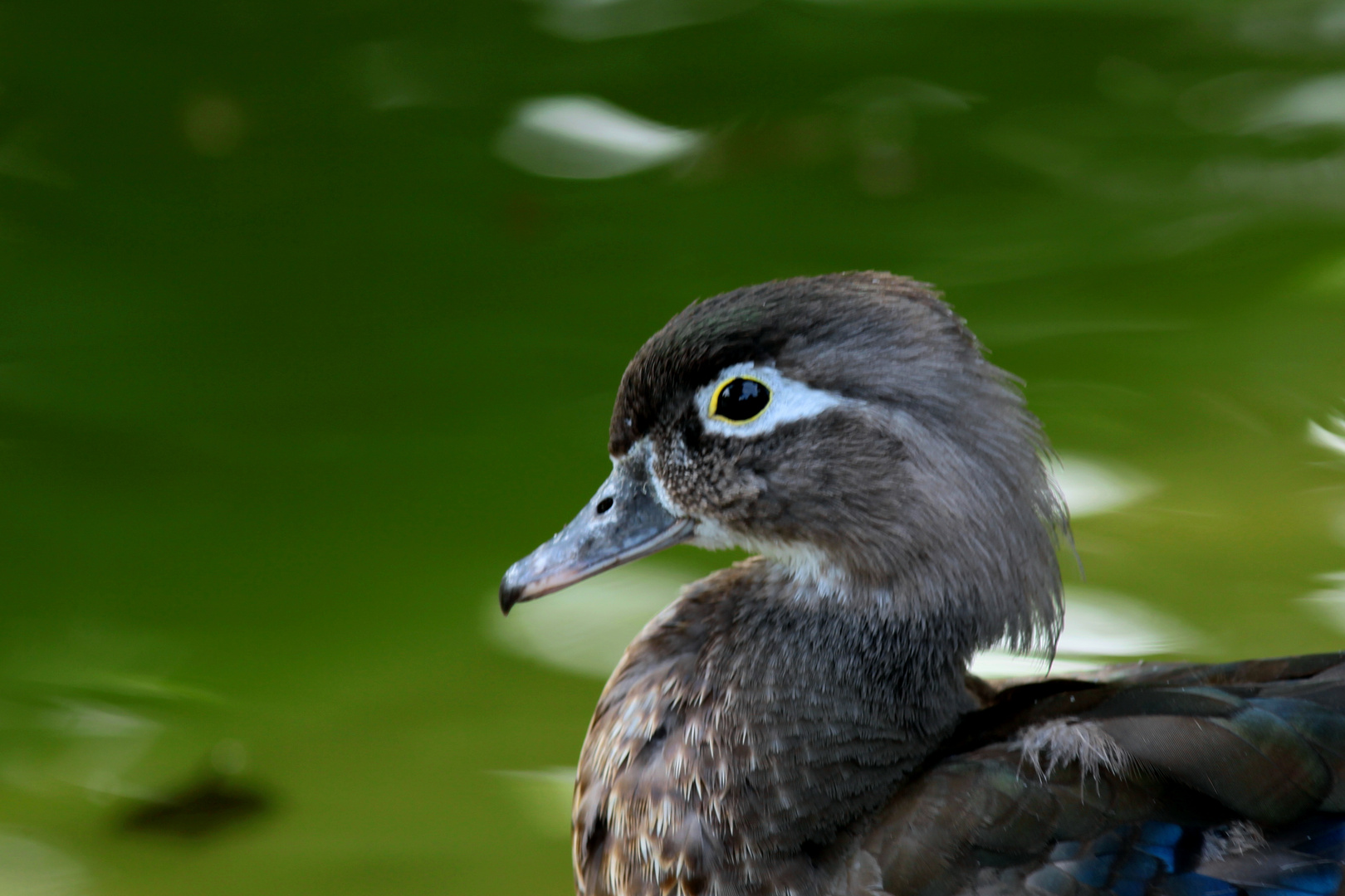 le petit canard