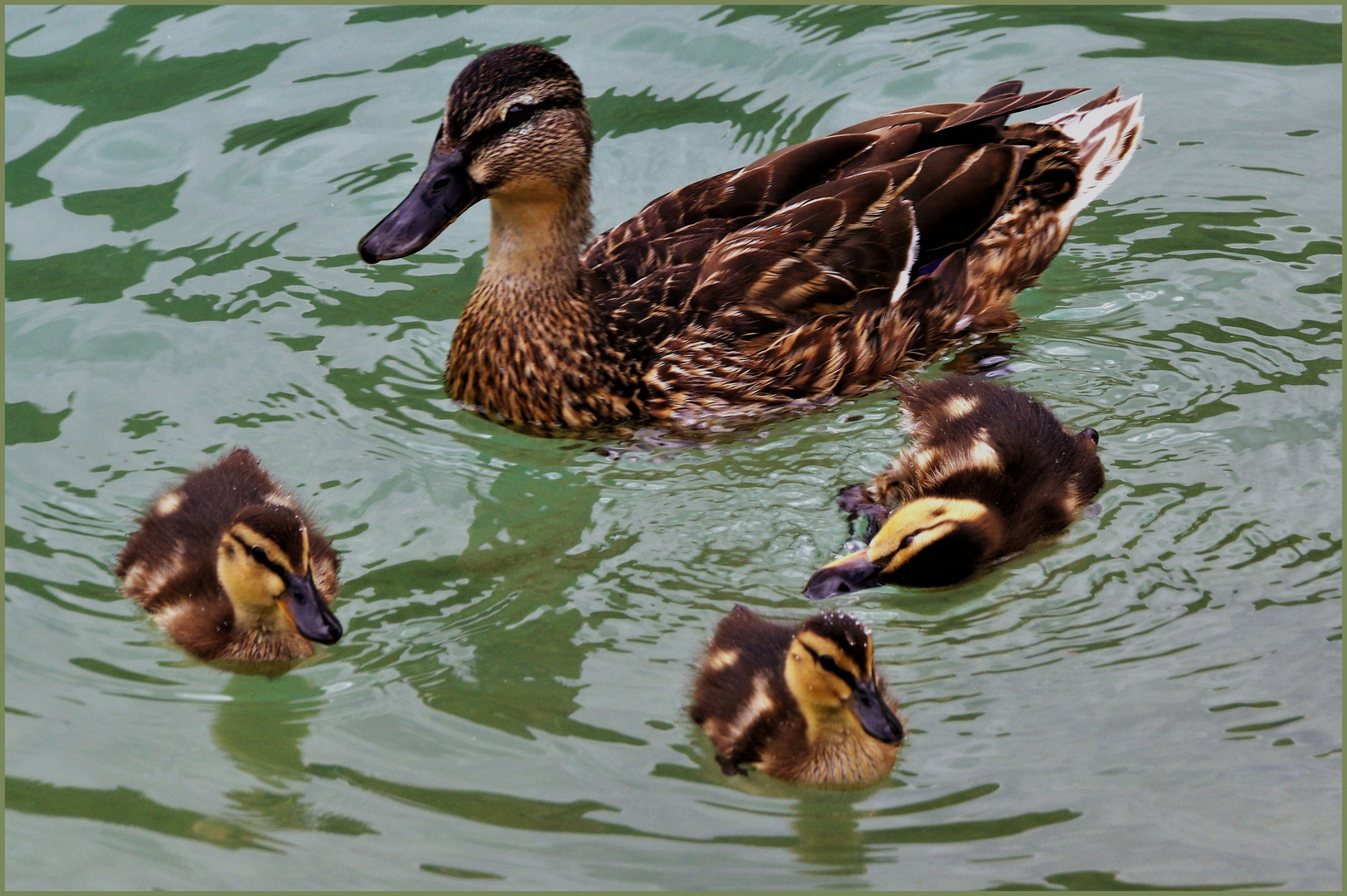 le petit canard qui ne savait pas nager ....