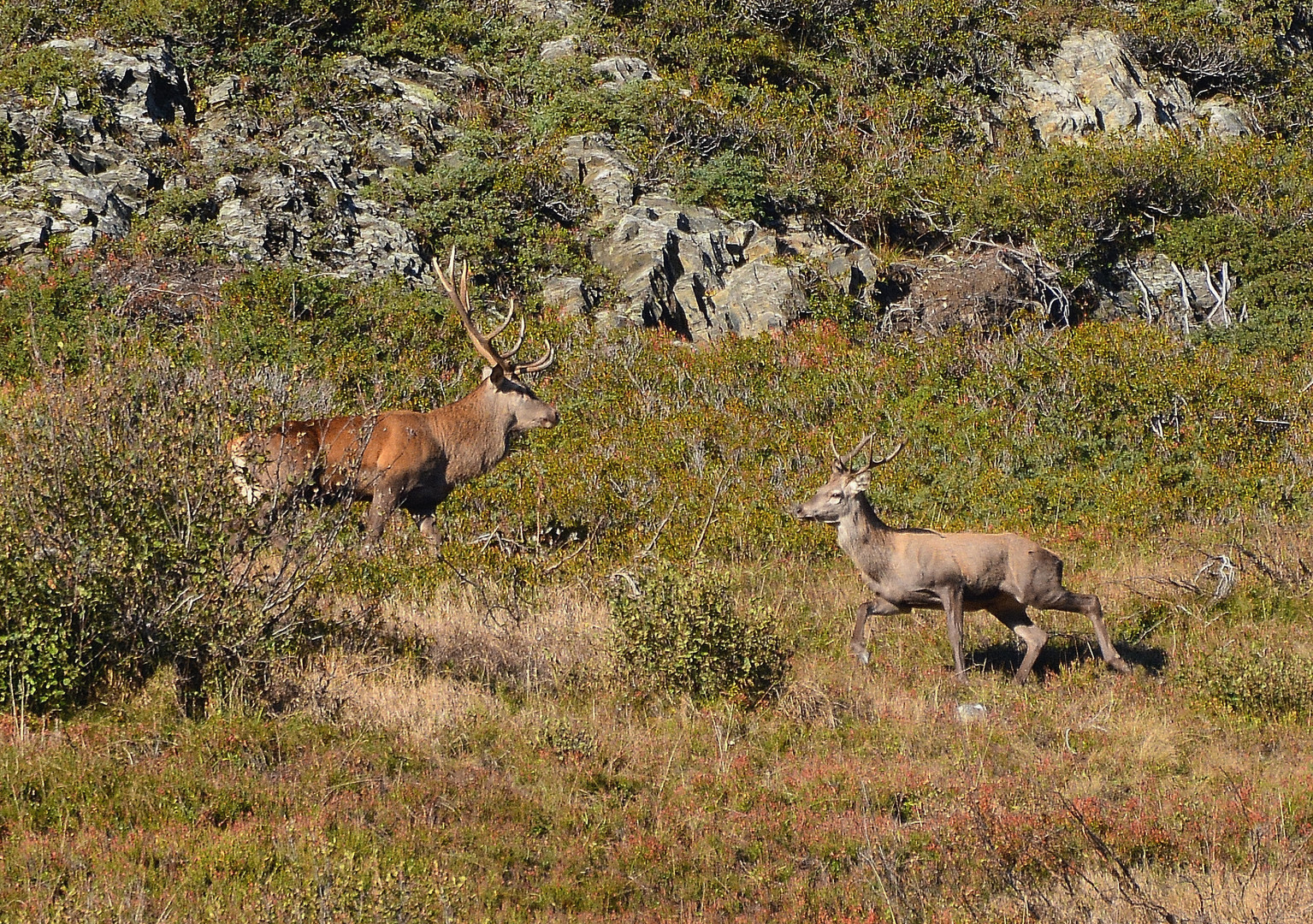 Le petit cerf photo et image  animaux, animaux sauvages, cervidés