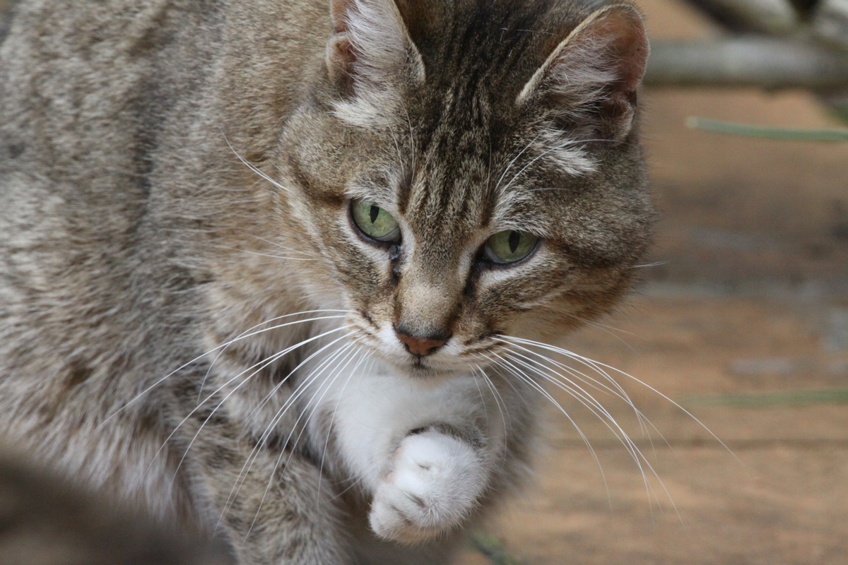 Le petit chat photo et image natur animaux nature Le petit chat photo et image natur animaux nature