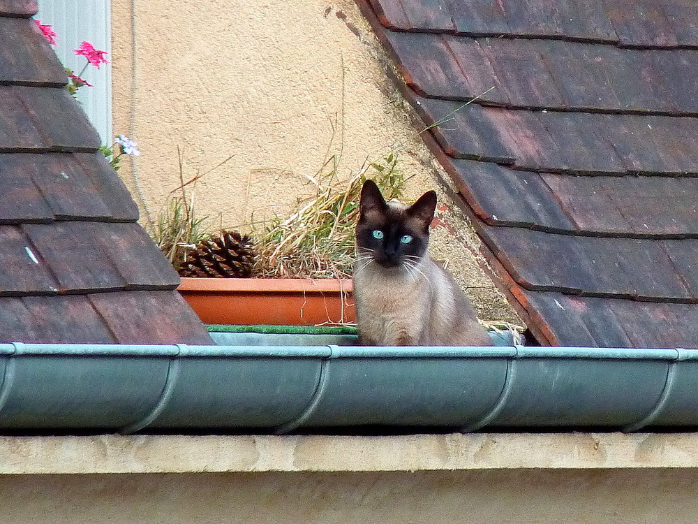 Le petit chat aux yeux  " bleus - gouttière "  .