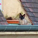 Le petit chat aux yeux  " bleus - gouttière "  .