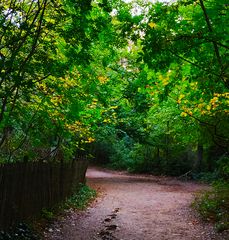 Le petit chemin