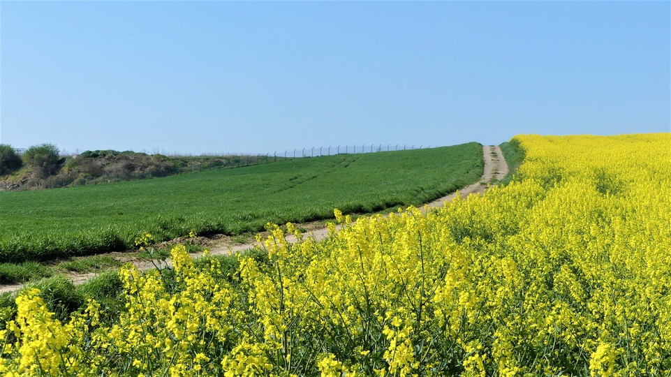 Le petit chemin