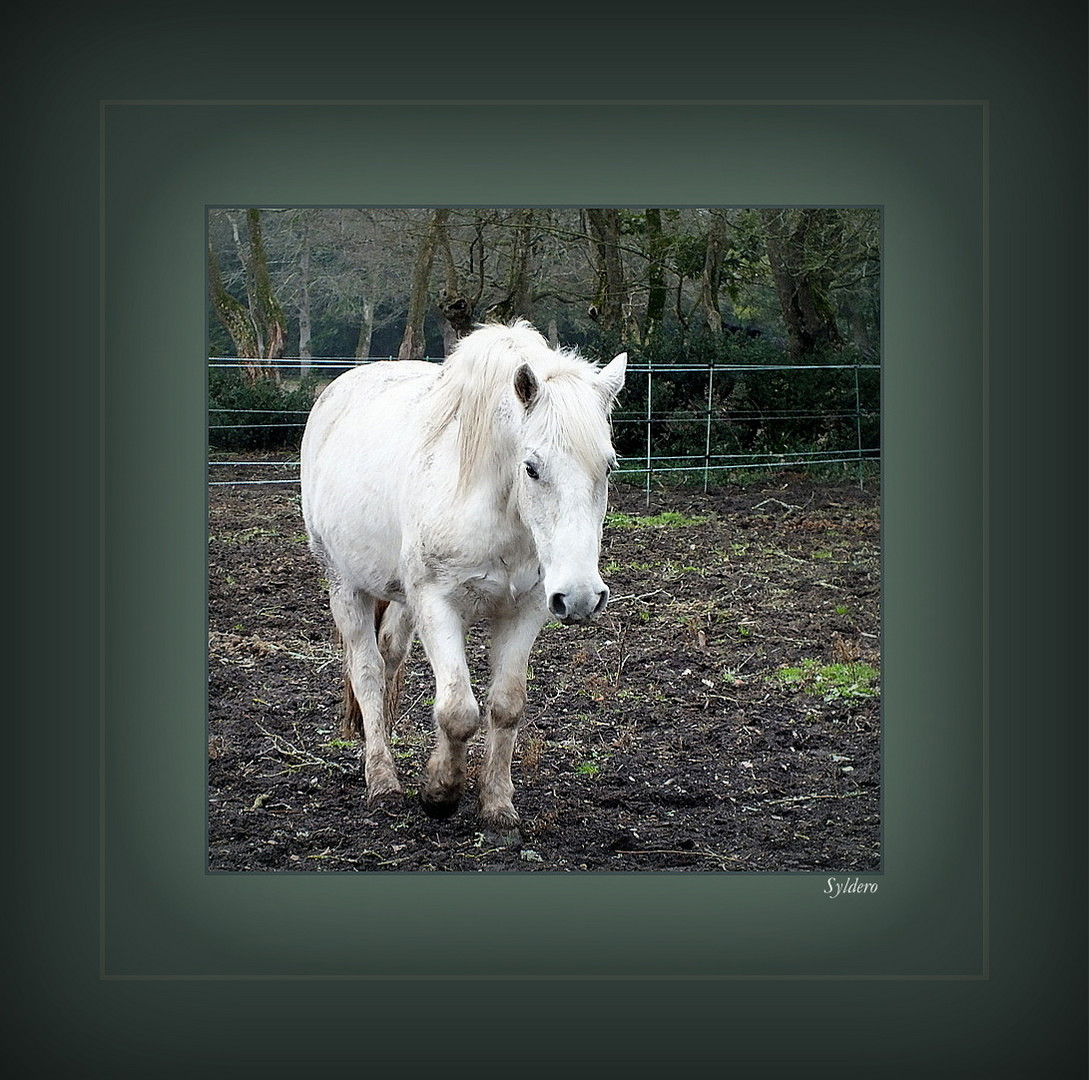 Le petit cheval blanc