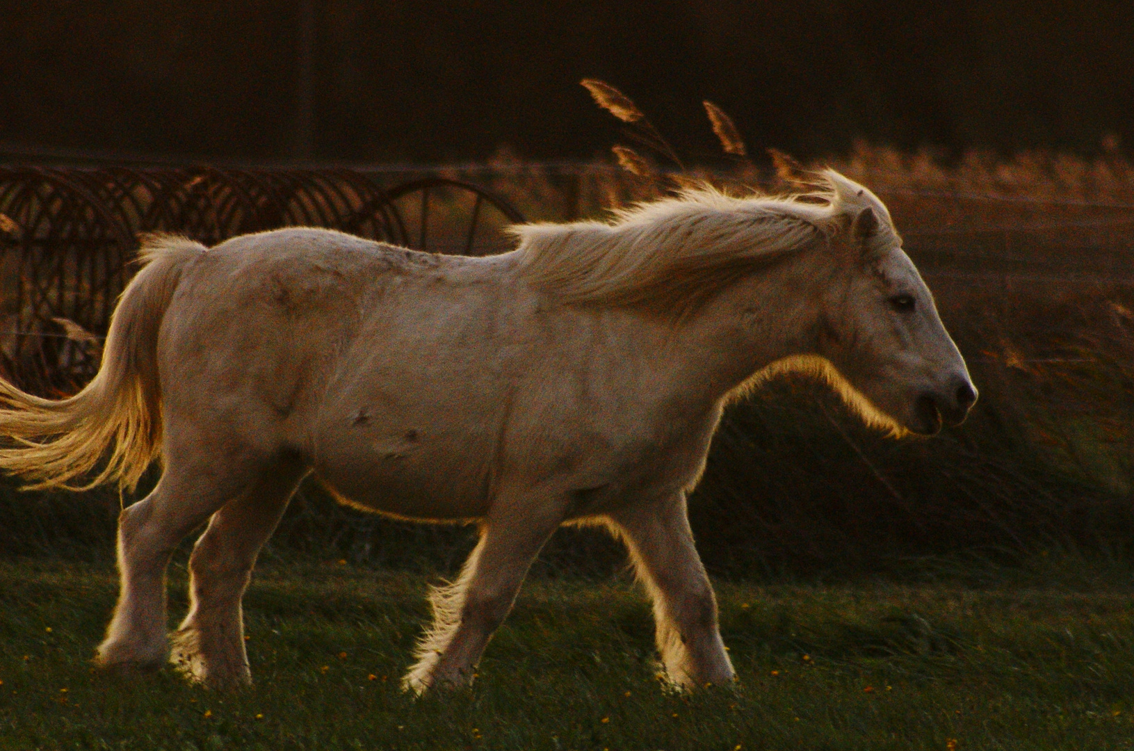 Le petit cheval blanc