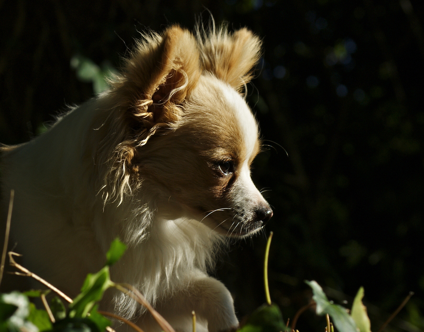 Le petit chihuahua