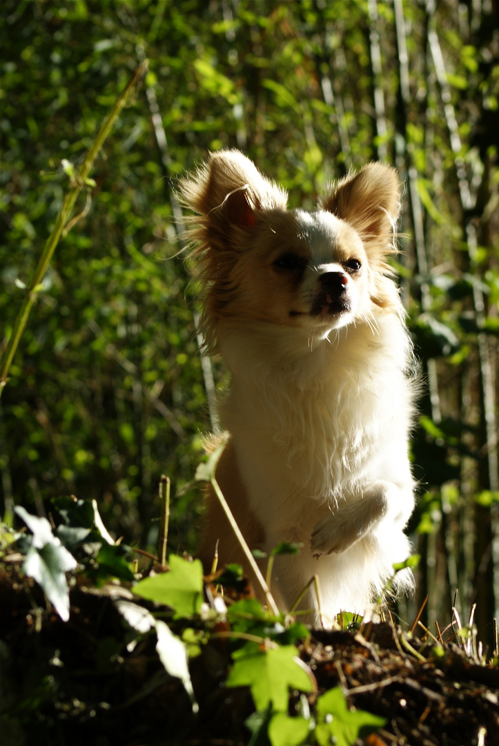 Le petit chihuahua (suite)