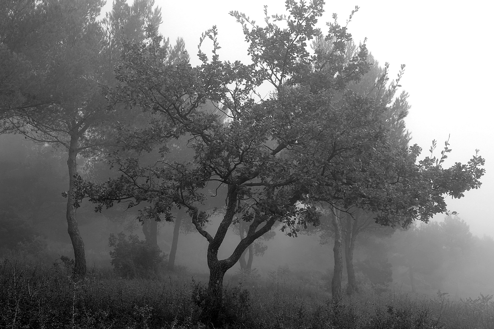 Le petit chêne dans la brume