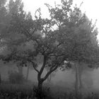 Le petit chêne dans la brume