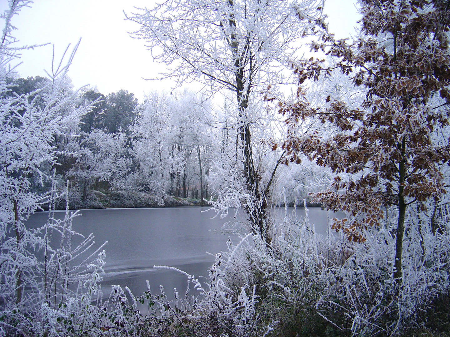 Le petit chêne en janvier