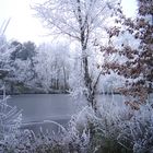 Le petit chêne en janvier