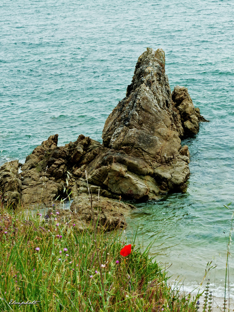 Le petit coquelicot 