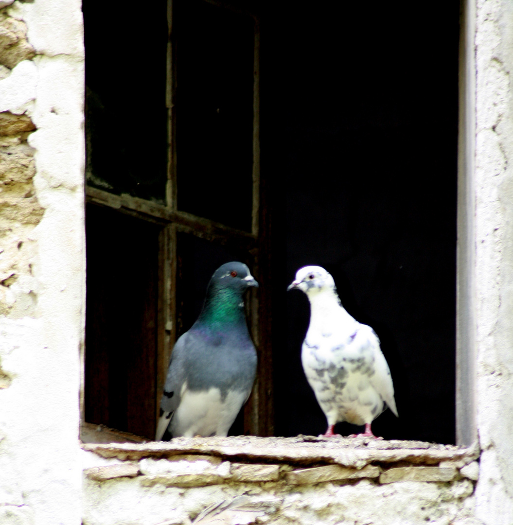 le petit couple d'amoureux