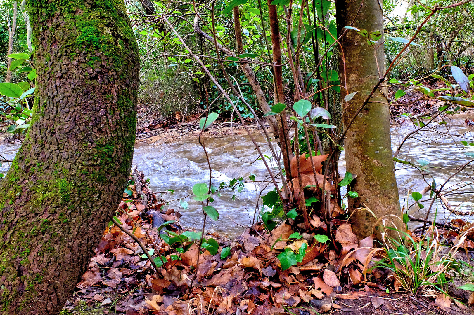 Le petit cours d'eau