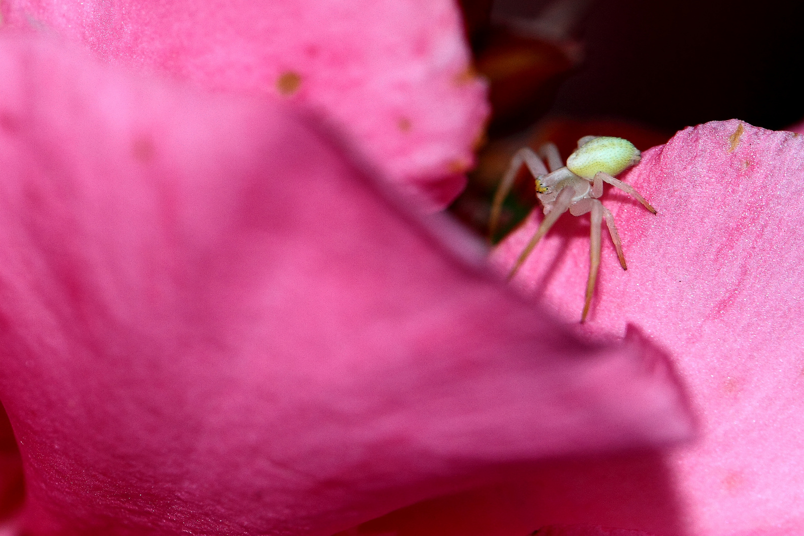 le petit crabe au matin