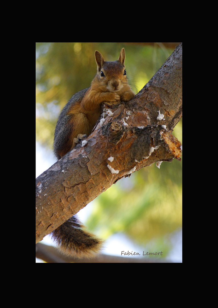 Le petit curieux