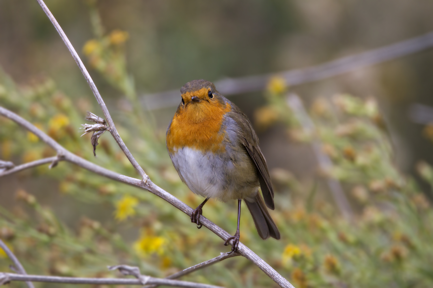 Le petit curieux : Erithacus rubecula, rouge gorge familier