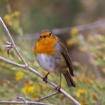 Le petit curieux : Erithacus rubecula, rouge gorge familier