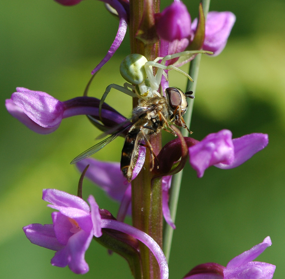 le petit déjeuner de l'araignée crabe sur un Orchis moucheron