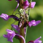 le petit déjeuner de l'araignée crabe sur un Orchis moucheron