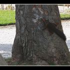 " le petit écureuil du jardin d'hiver à Arcachon'