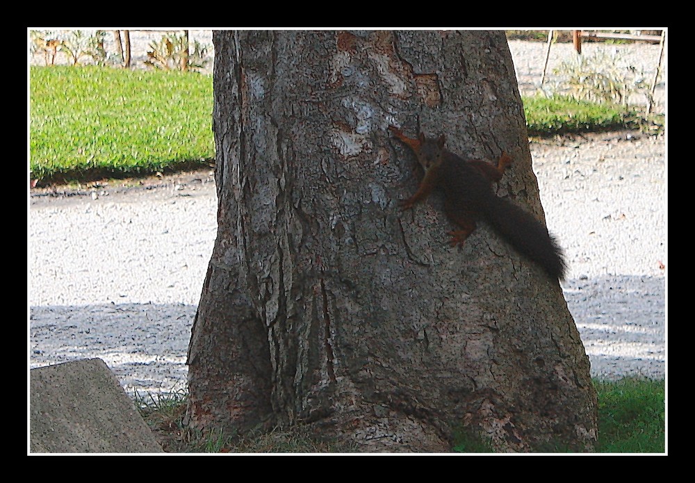 " le petit écureuil du jardin d'hiver à Arcachon'