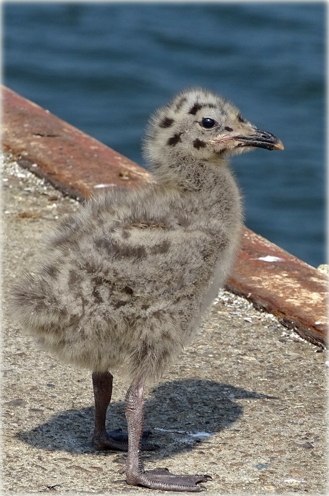 Le petit goeland