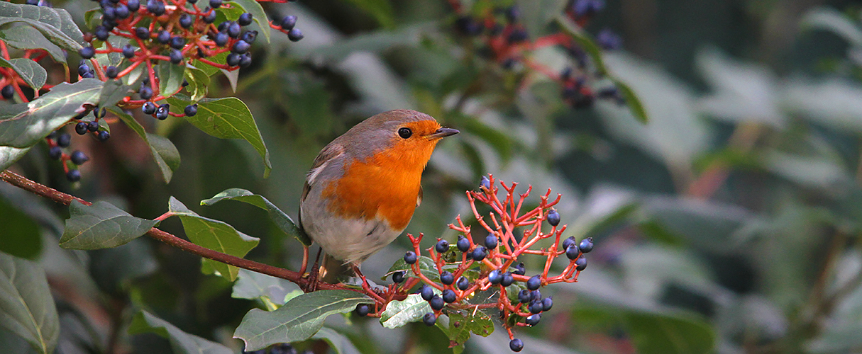 Le petit gourmand du jardin