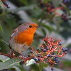 Le petit gourmand du jardin