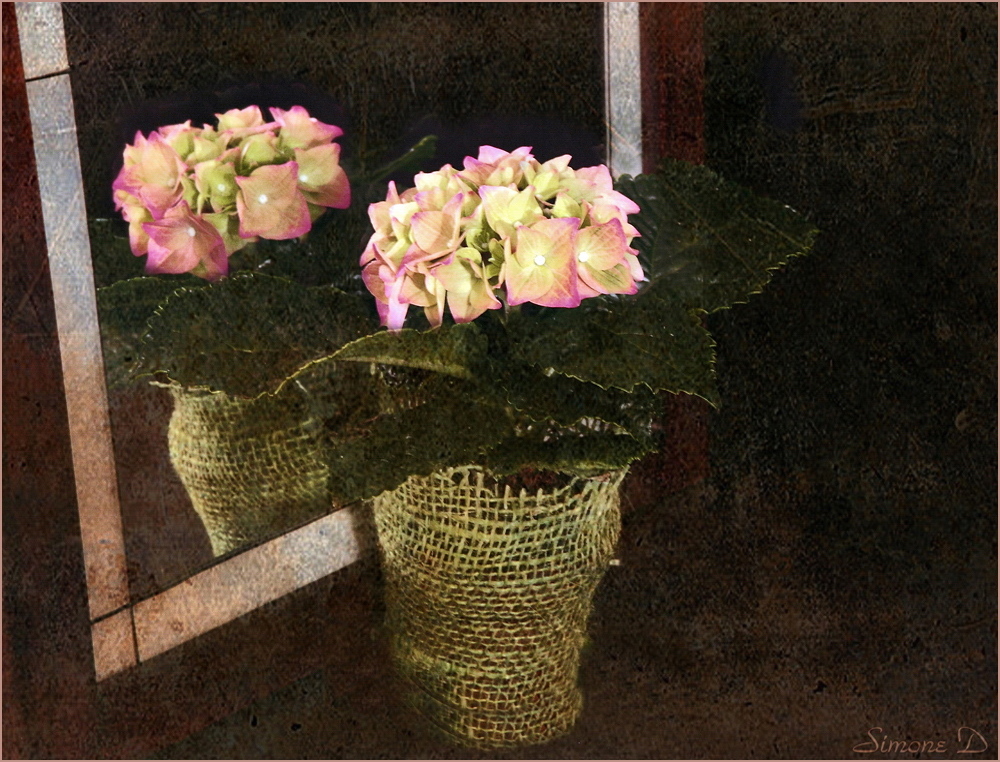 Le petit hortensia