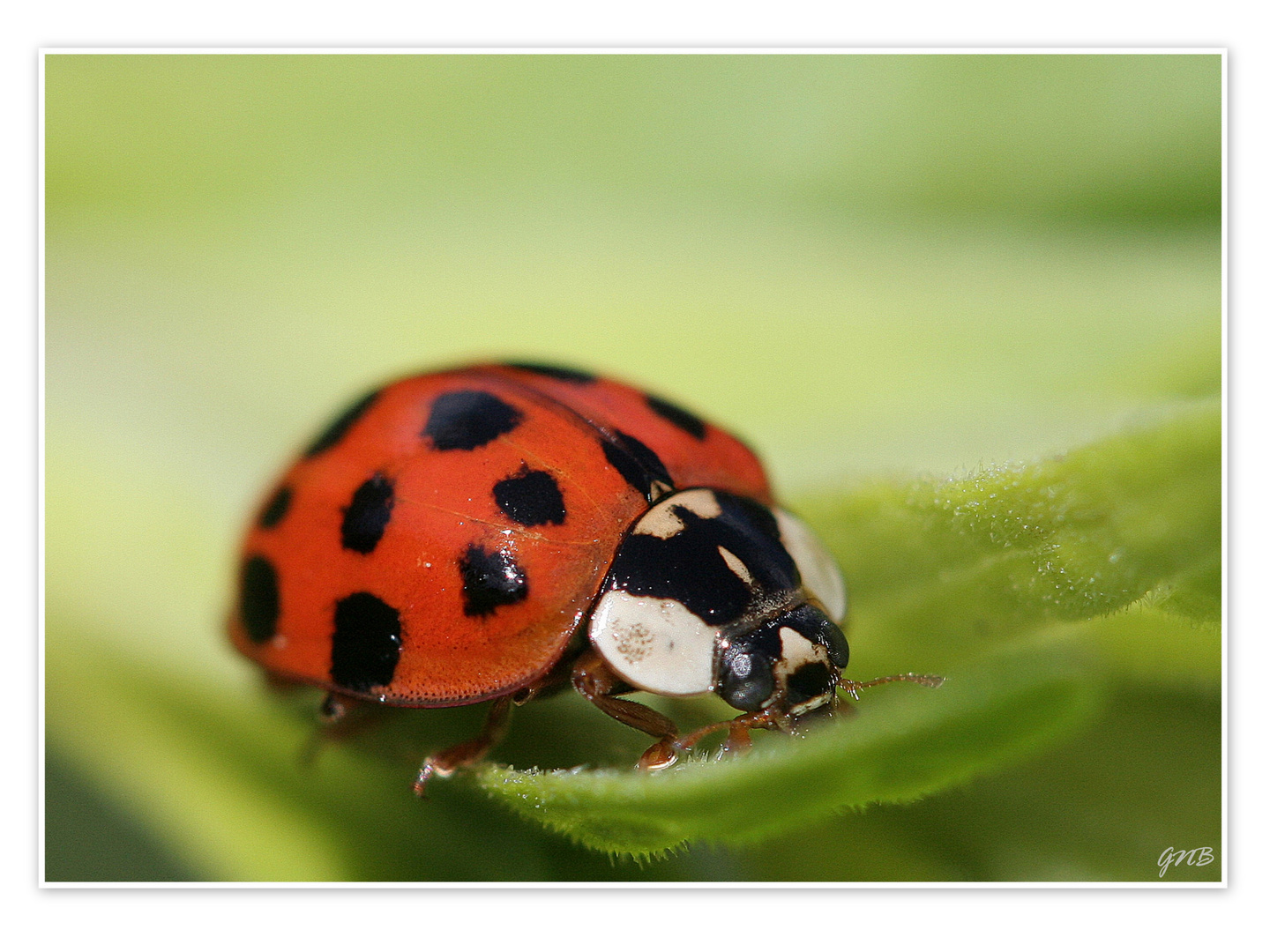 Le petit immigré - Coccinelle asiatique