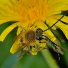 Le petit insecte rayonne sur le pissenlit