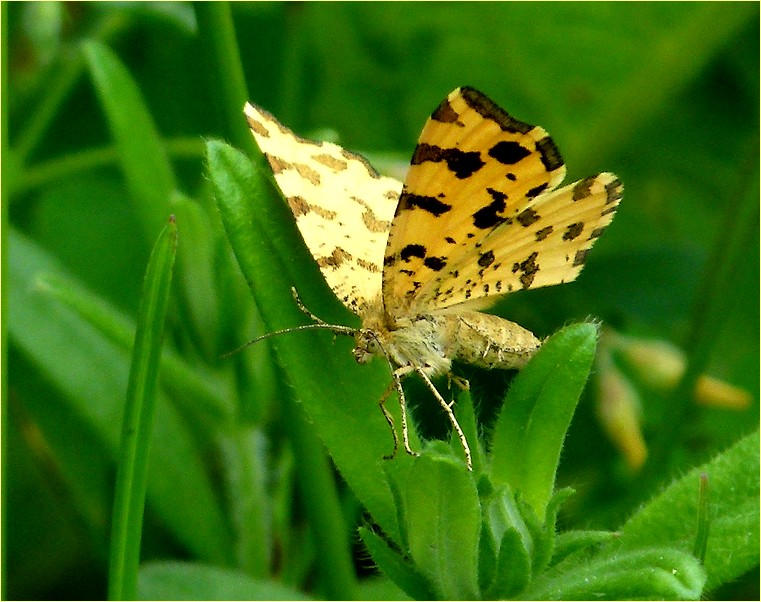 *le petit jaune*