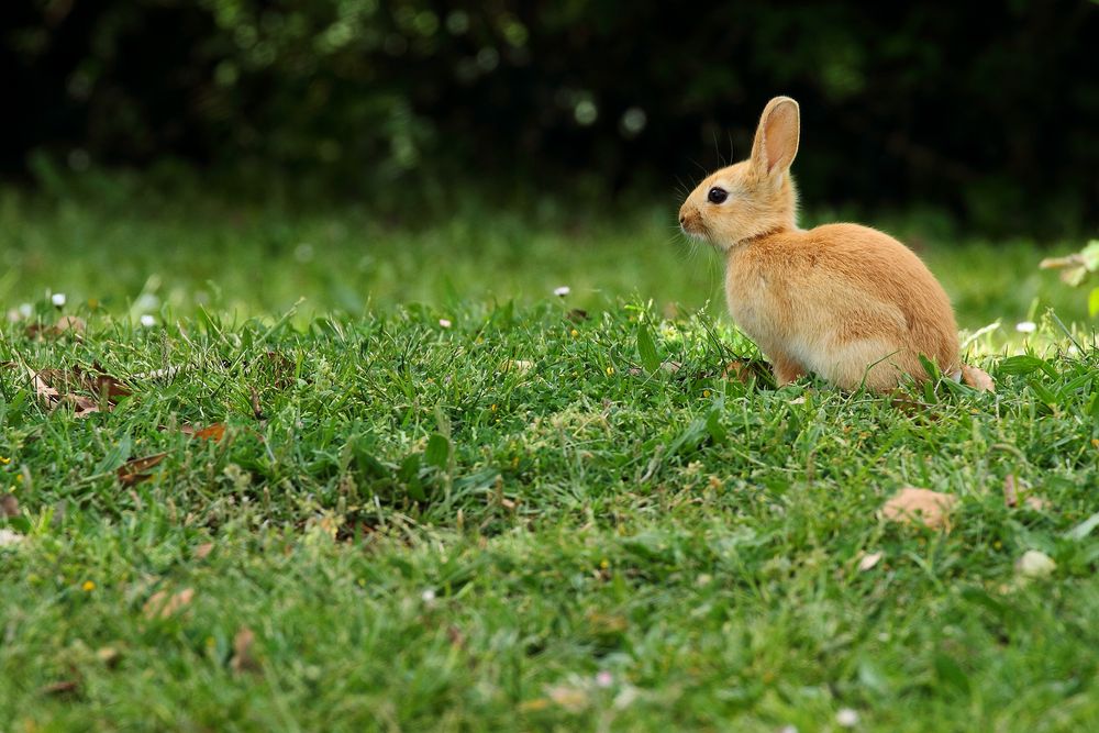 le petit lapin 