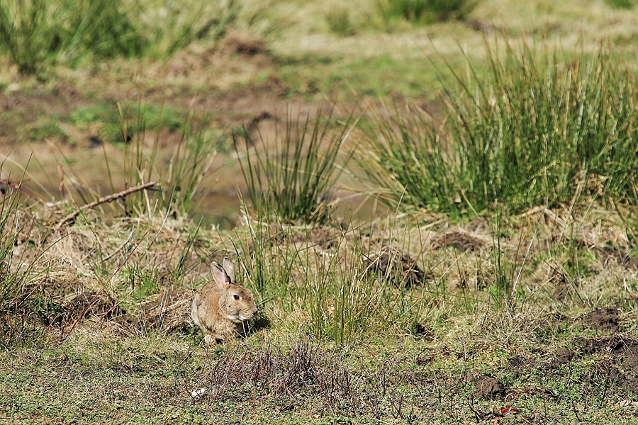 le petit lapin !