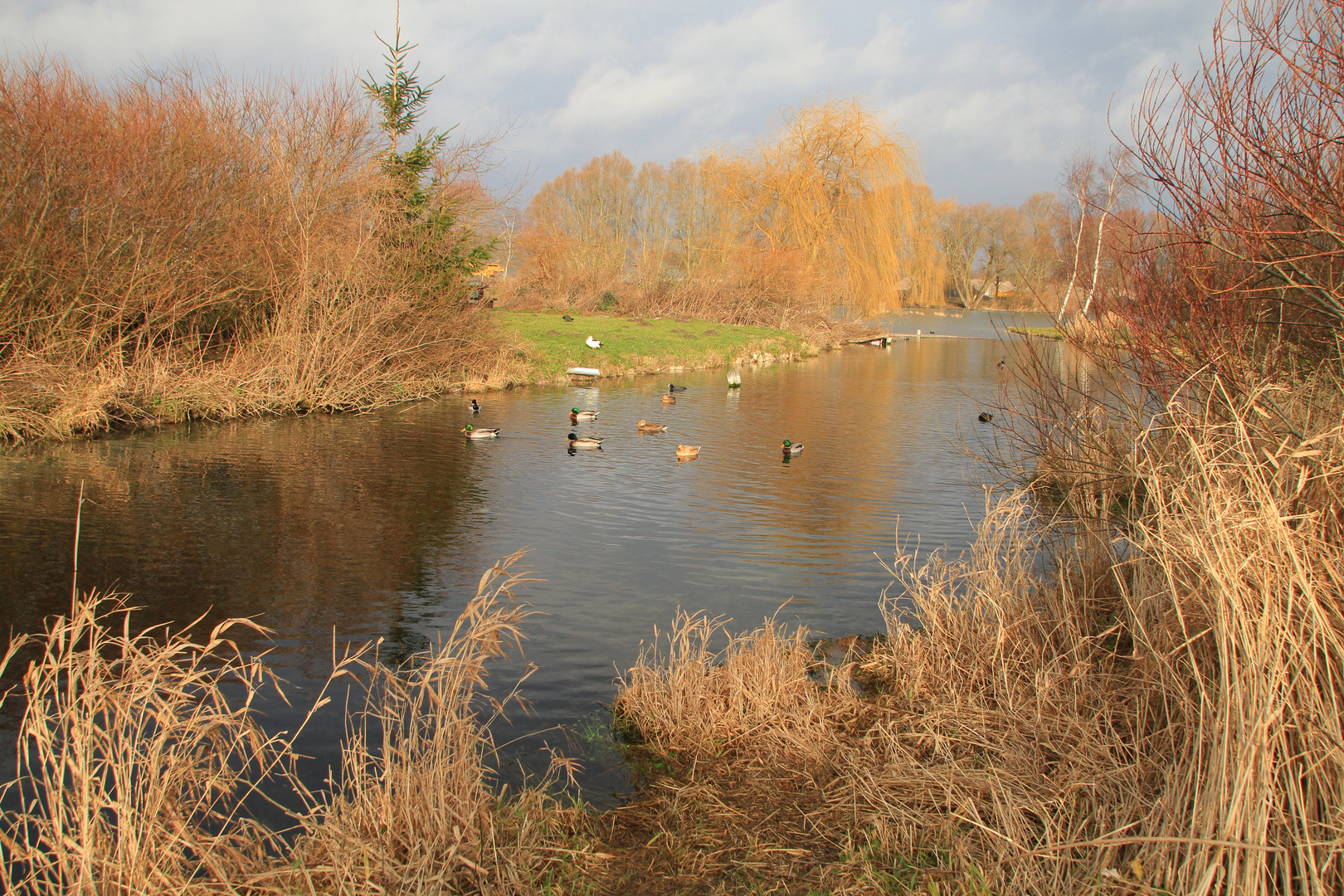 Le petit marais (pas de calais)